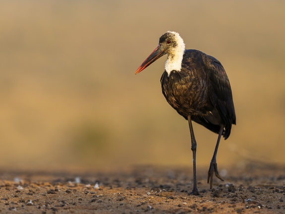 Wooly-necked Stork