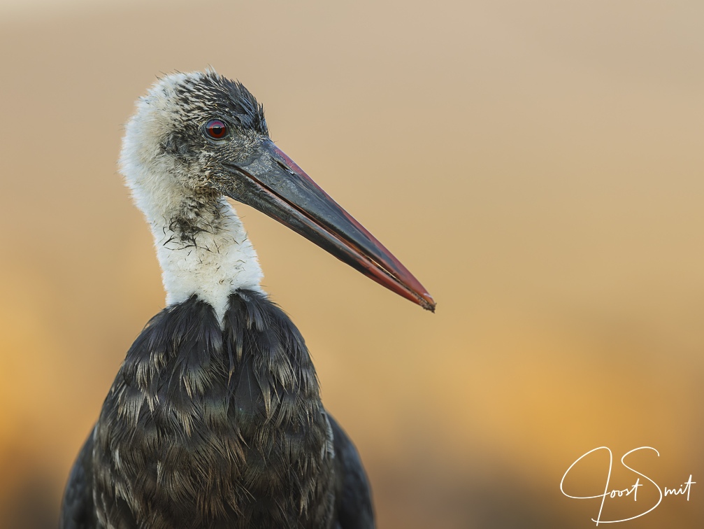 Wooly-necked Stork close-up