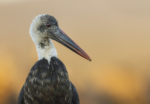 Wooly-necked Stork close-up