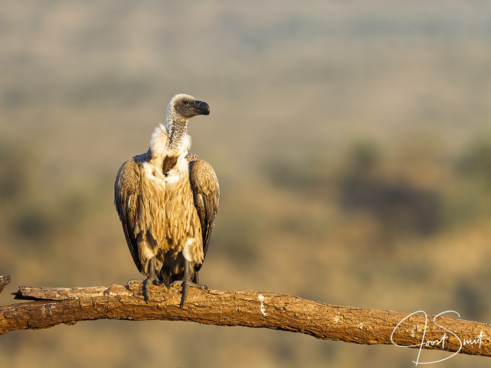 White-backed vulture sitting on a branch