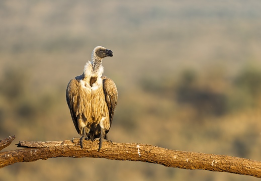 White-backed vulture sitting on a branch