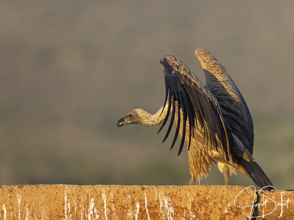 White-backed vulture spreading its wings