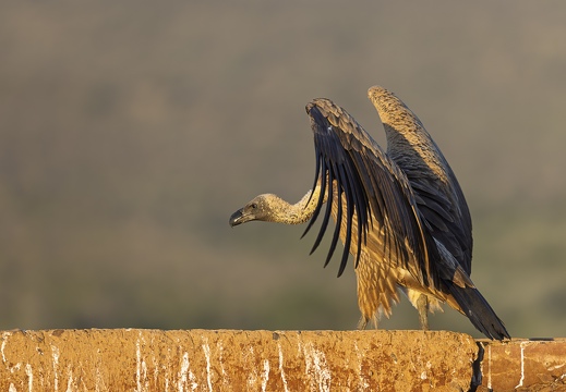 White-backed vulture spreading its wings