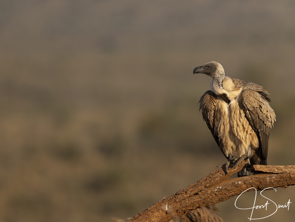 White-backed Vulture
