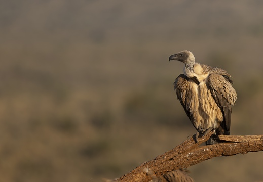 White-backed Vulture
