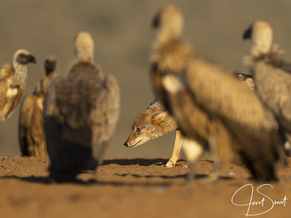 White-backed Vulture and Jackal stand-off