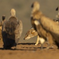 White-backed Vulture and Jackal stand-off