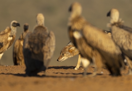 White-backed Vulture and Jackal stand-off