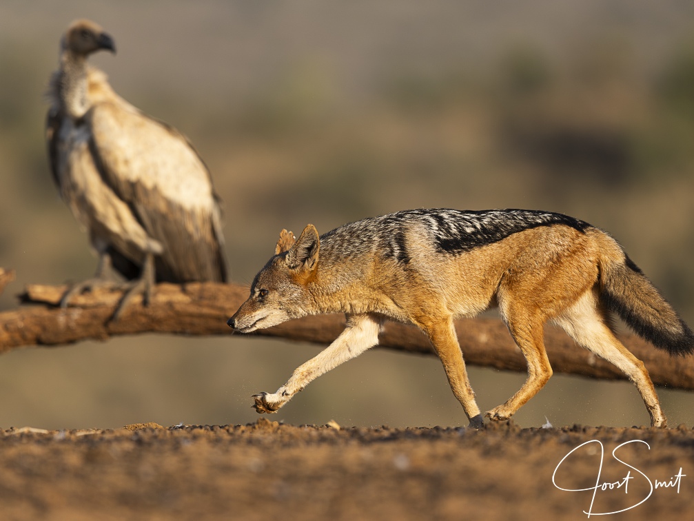 Jackal going in for a steal