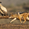 Jackal going in for a steal
