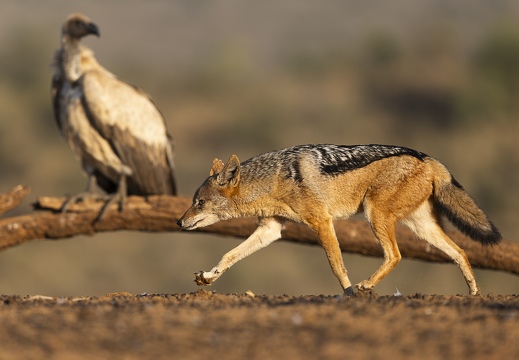 Jackal going in for a steal