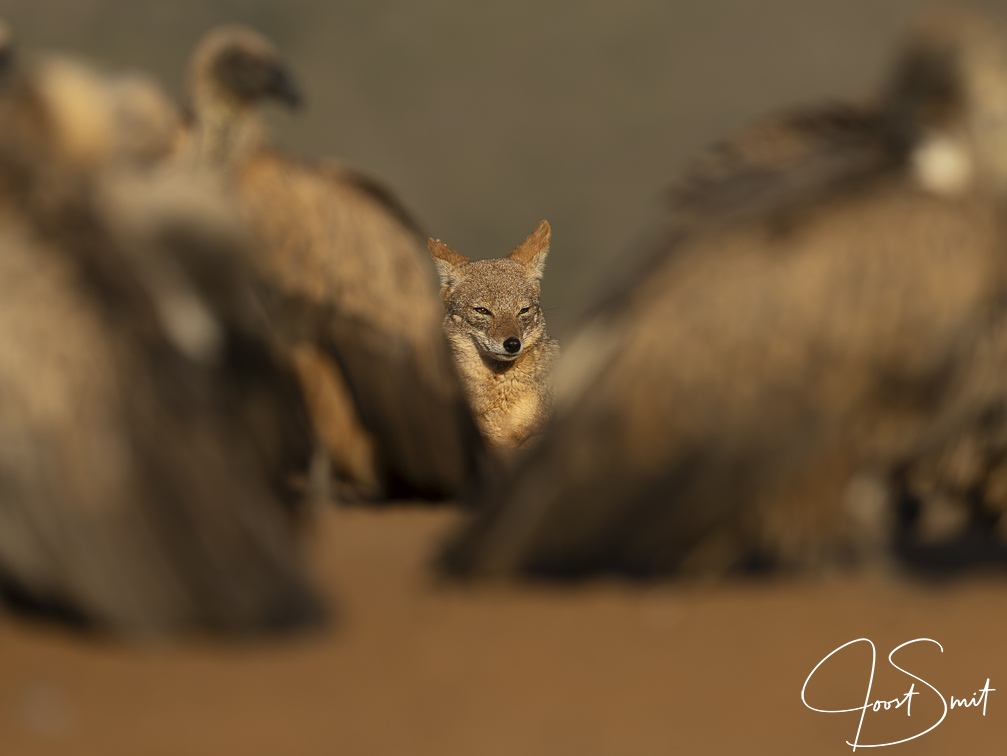 Black-backed Jackal between White-backed Vultures
