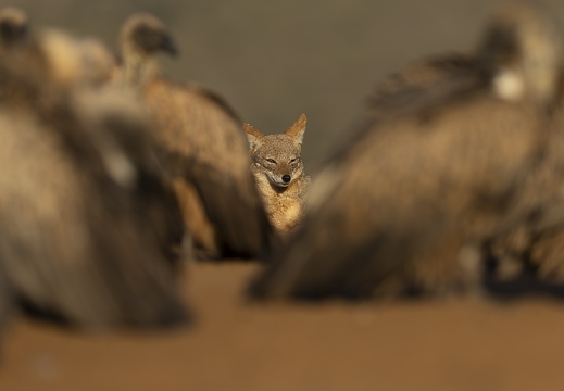 Black-backed Jackal between White-backed Vultures