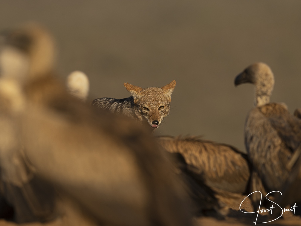 Black-backed Jackal between White-backed Vultures