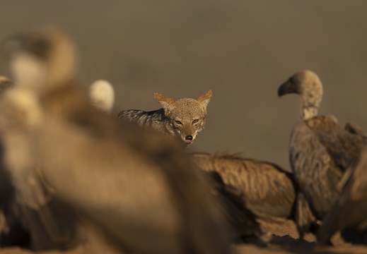 Black-backed Jackal between White-backed Vultures