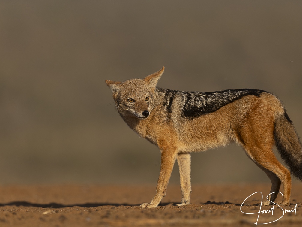 Black-backed Jackal