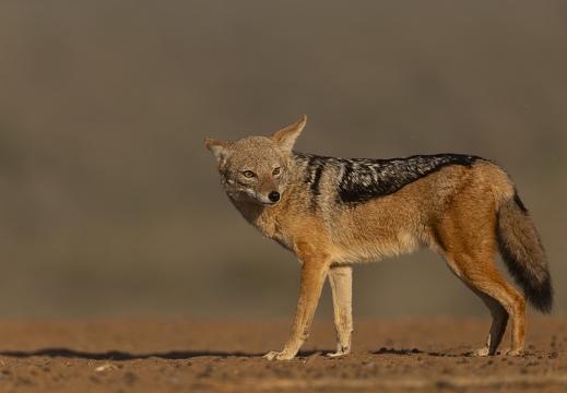 Black-backed Jackal