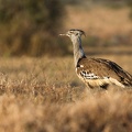 Kori Bustard