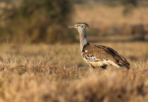 Kruger
