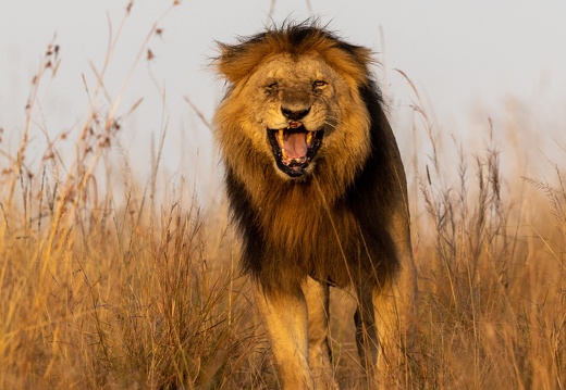 Lion