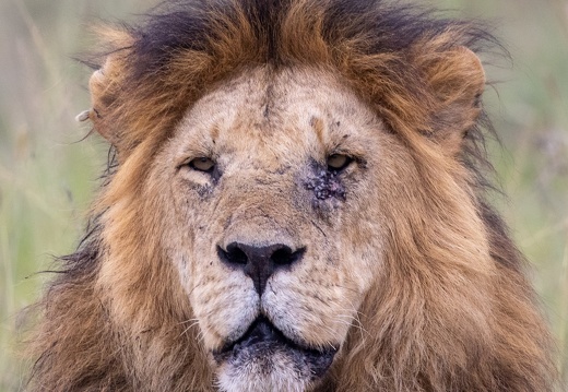 Lion close-up