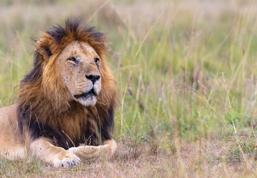 Lion resting