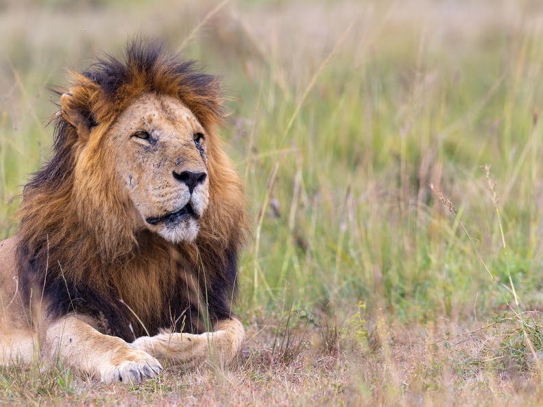 Lion resting