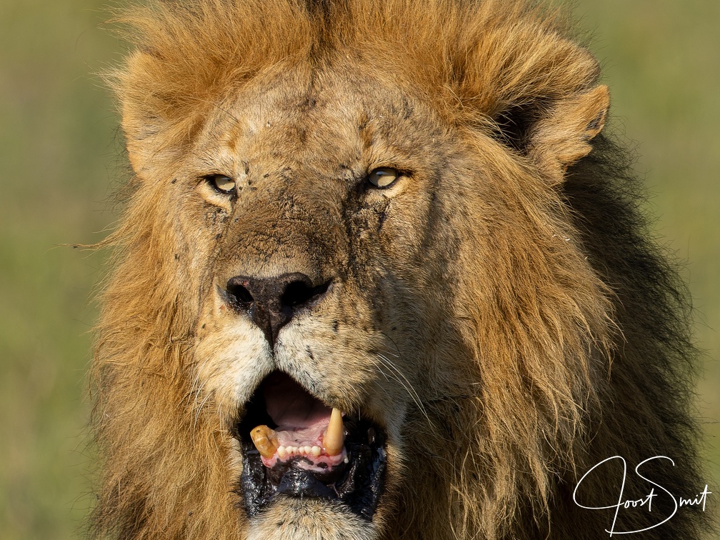 Male lion close-up