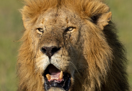 Male lion close-up