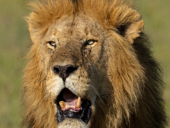 Male lion close-up