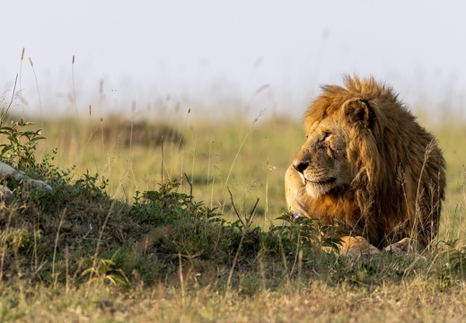 Male lion in the grass