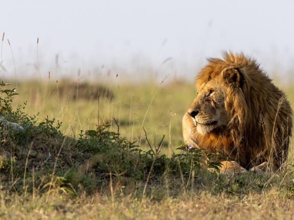 Male lion in the grass