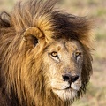 Portrait of a Lion