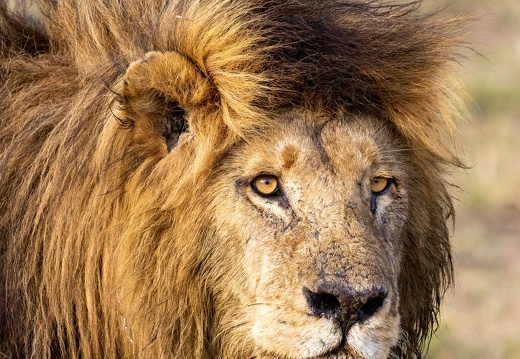 Portrait of a Lion