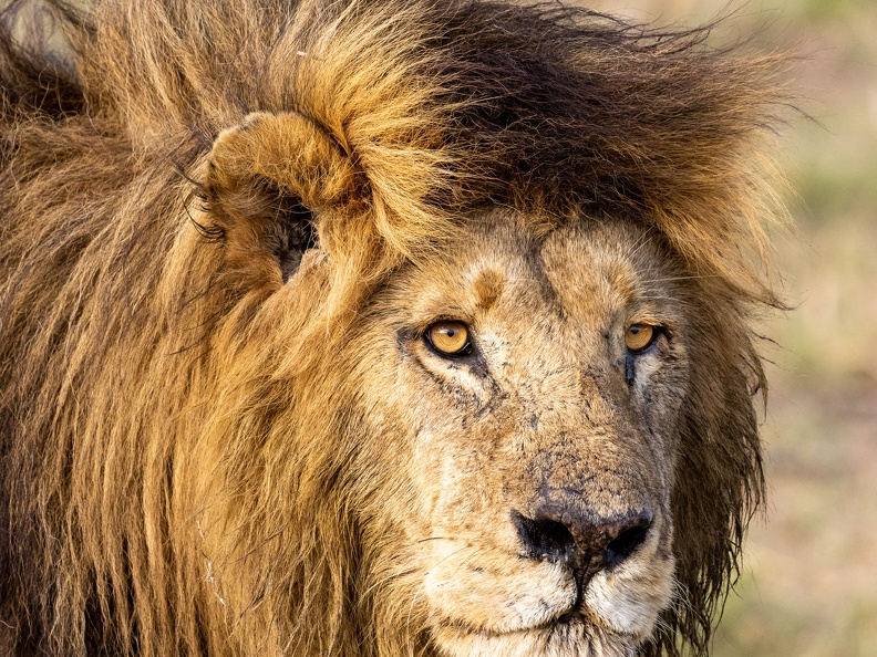 Portrait of a Lion