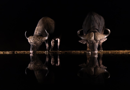 Buffalo at night