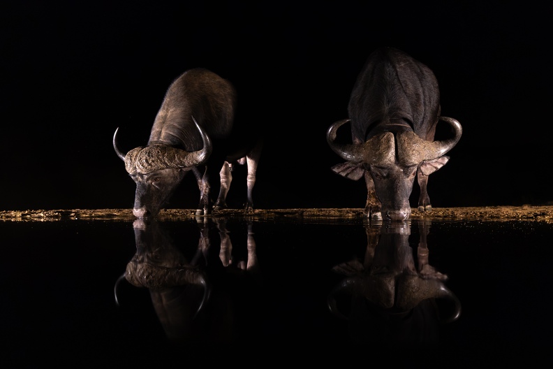 Buffalo at night.jpg