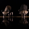 Buffalo at night.jpg