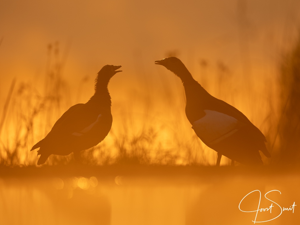 Egyptian Geese in Orange morningglow