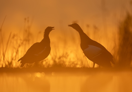 Egyptian Geese in Orange morningglow