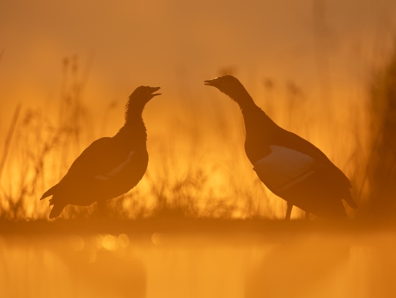 Egyptian Geese in Orange morningglow