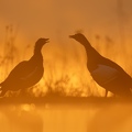 Egyptian Geese in Orange morningglow.jpg