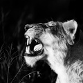 Lioness in black and white