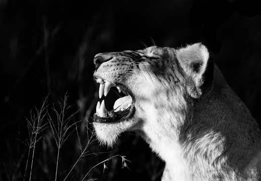 Lioness in black and white