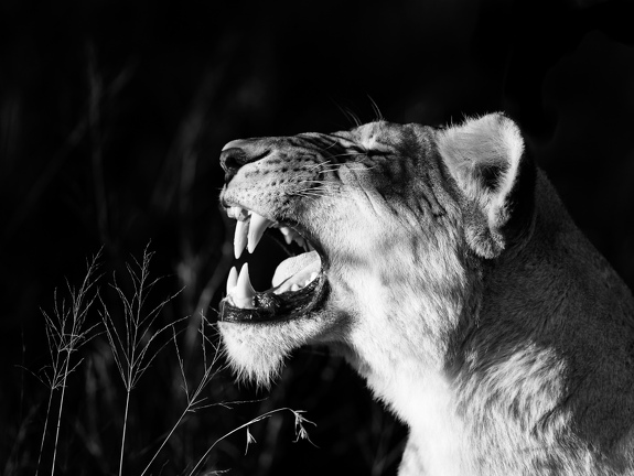 Lioness in black and white