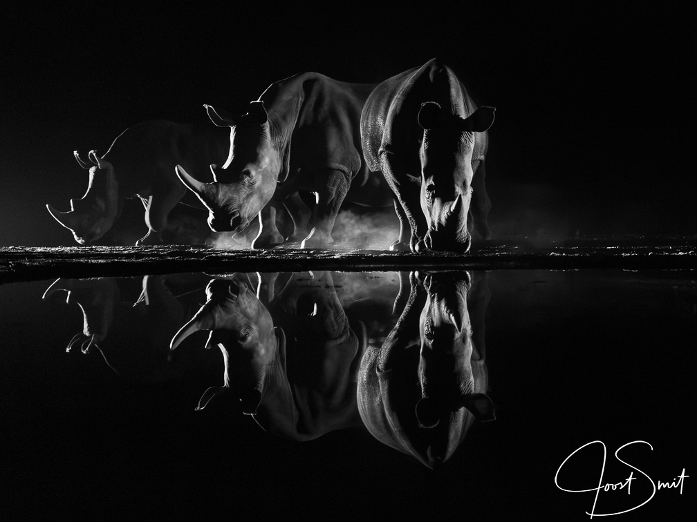 Rhino at night in black and white