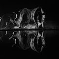 Rhino at night in black and white