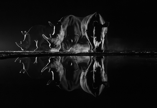 Rhino at night in black and white