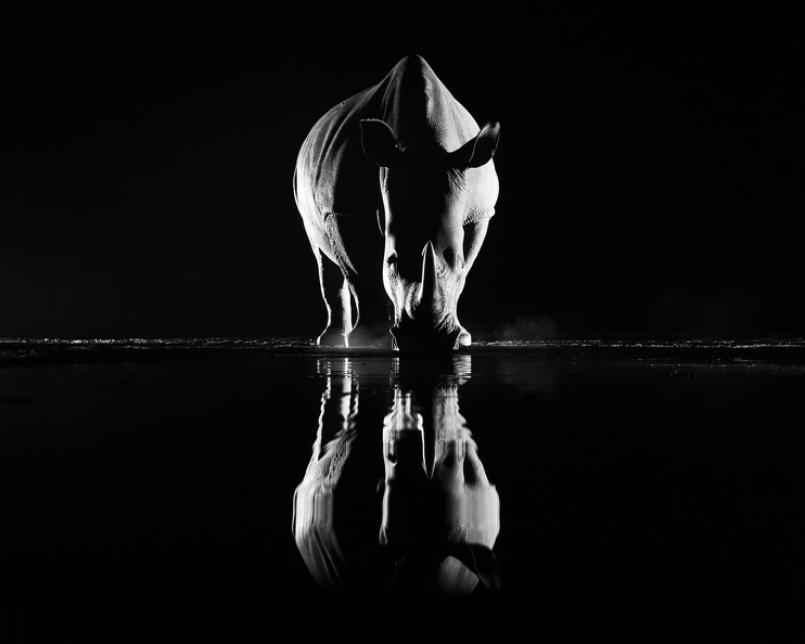 Rhino in black and white.jpg