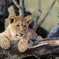 Young lion resting